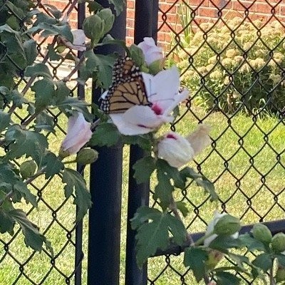 Plant-Peacemaker-Momma profile photo