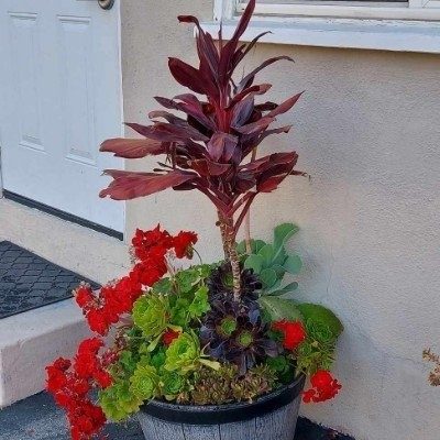 Kyo the Plant Lady